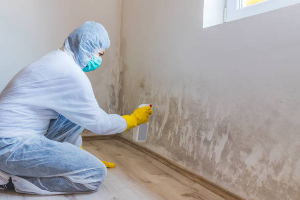 Licensed Mold Removal service in Chesterfield, NJ - Car Mold Remediation