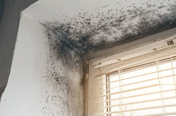 Affordable Mold Removal solutions in Chesterfield, NJ